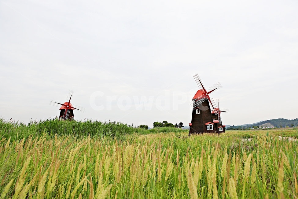 풍차,소래생태공원,갈대,식물,자연,풍경,자연,풍경,nature,landscape,outdoors,옥외,field,들,grassland,목초지
