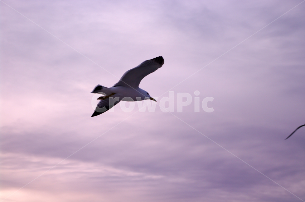 갈매기,새,노을,석양,하늘,구름,풍경,자연,nature,landscape,동물,animal,조류,새,birds