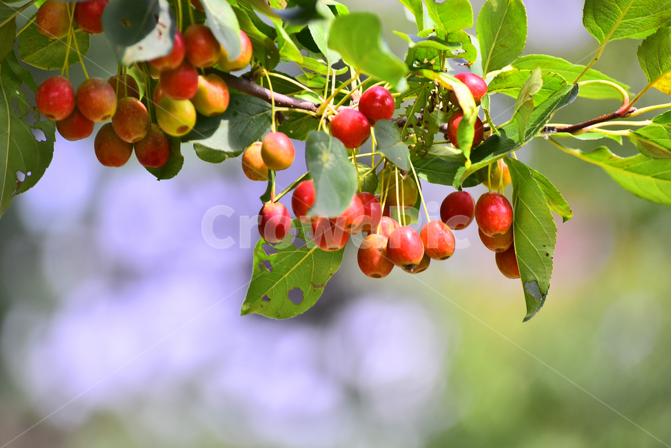 사과,애기사과,능금,과일,식용,음식,푸드,apple,fruit,간식,디저트,먹거리,달콤,새콤,나무열매,빨강색,레드,열매,food,plant,식물,배경,바탕,백그라운드,background,빛망울,보케,과일,열매,fruit