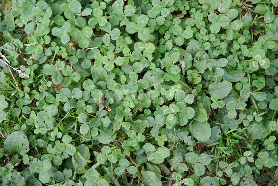 클로버,잔디,식물,잎,행운,네잎클로버,마당,정원,흙,leaf,clover