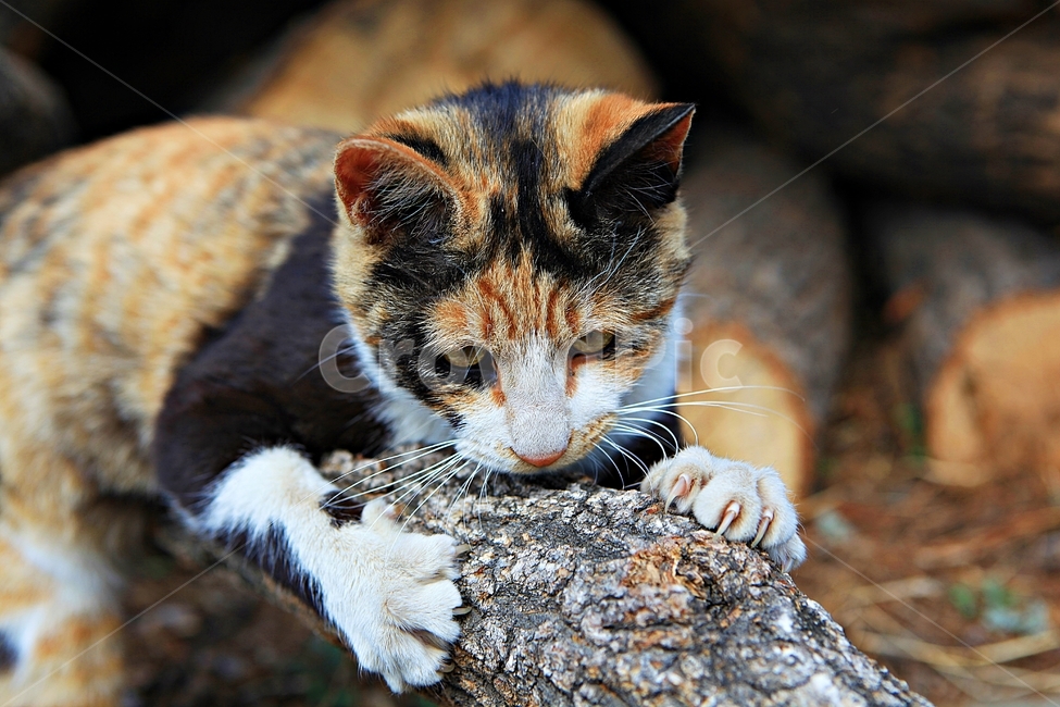 고양이,반려동물,동물,배경,자연,번식,동물,animal,포유류,mammal,고양이,cat,kitten,kitty