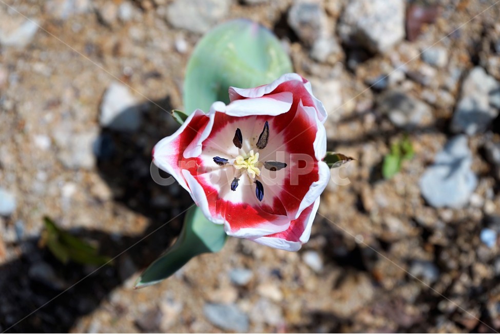 튤립,꽃,식물,자연,flower,plant
