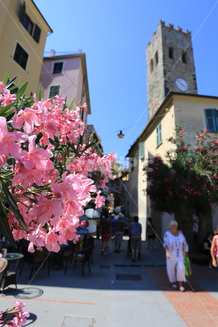 이태리,이탈리아,친퀘테레,italy,cinqueterre,꽃,여유,유럽,사람,flower,집,마을