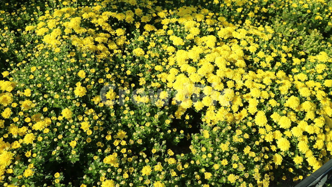 nature,자연,노랑,노랑꽃,노란꽃,식물,자연,plants,nature,꽃,flower