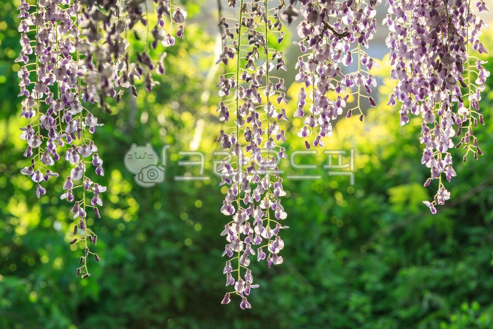 등나무꽃,꽃,식물,봄꽃,등나무,나무,덩쿨,꽃잎,보라색,계절,자연,4월,실외,야외,flower,spring,season,april,nature,green,purple,tree,outdoors