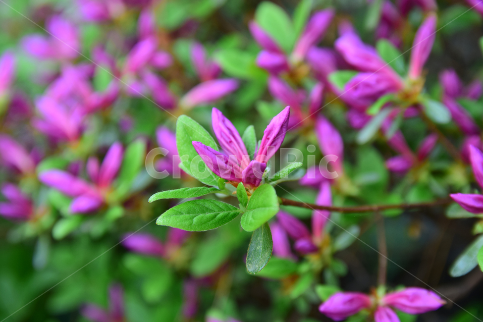 철쭉,진달래,꽃,빨간꽃,식물,자연,보라색,핑크,plant,nature,flower,네이처,플랜트,배경,화사한,식물,자연,plants,nature,꽃,flower