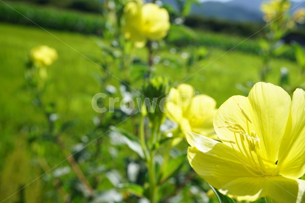 꽃,노랑,아름다움,자연,초록,flower,beautiful,yellow,green,식물,자연,plants,nature,꽃,flower