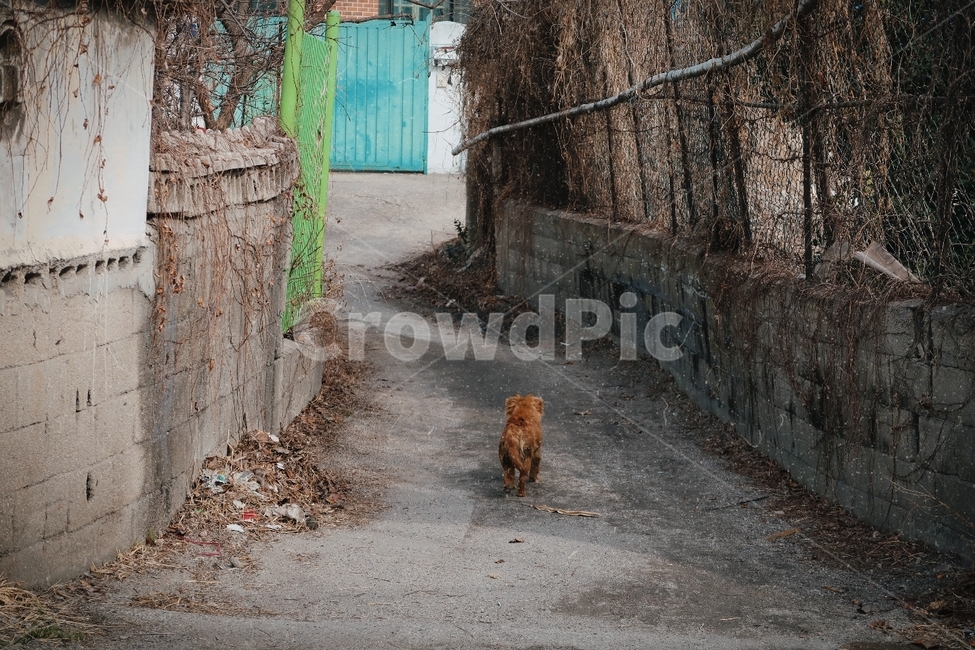 강아지,골목길,필름사진,시골길,정겨움,동물,animal,포유류,mammal,개,강아지,dog,doggy