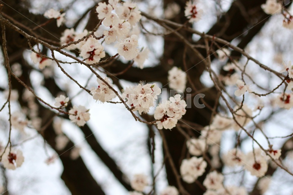 벚꽃,나무,봄,확대,하얀,식물,자연,plants,nature,꽃,flower