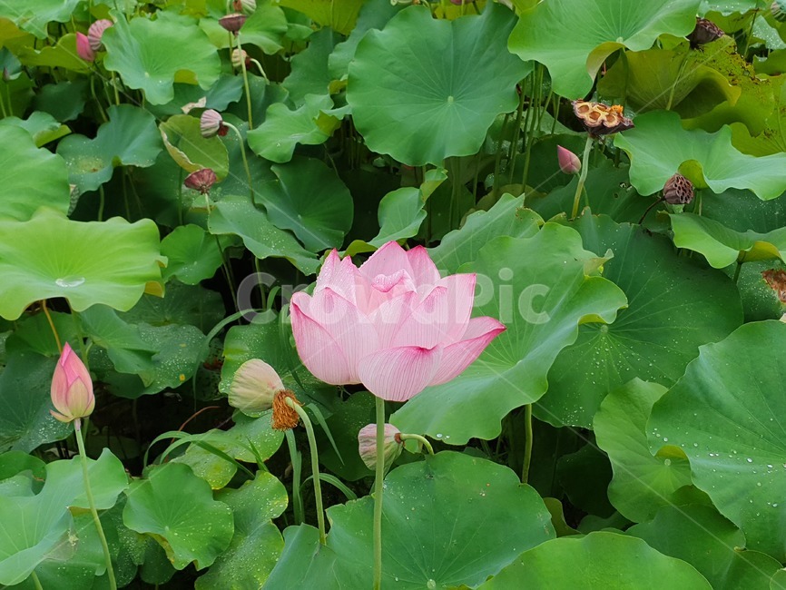 식물,꽃,flower,연꽃,plant