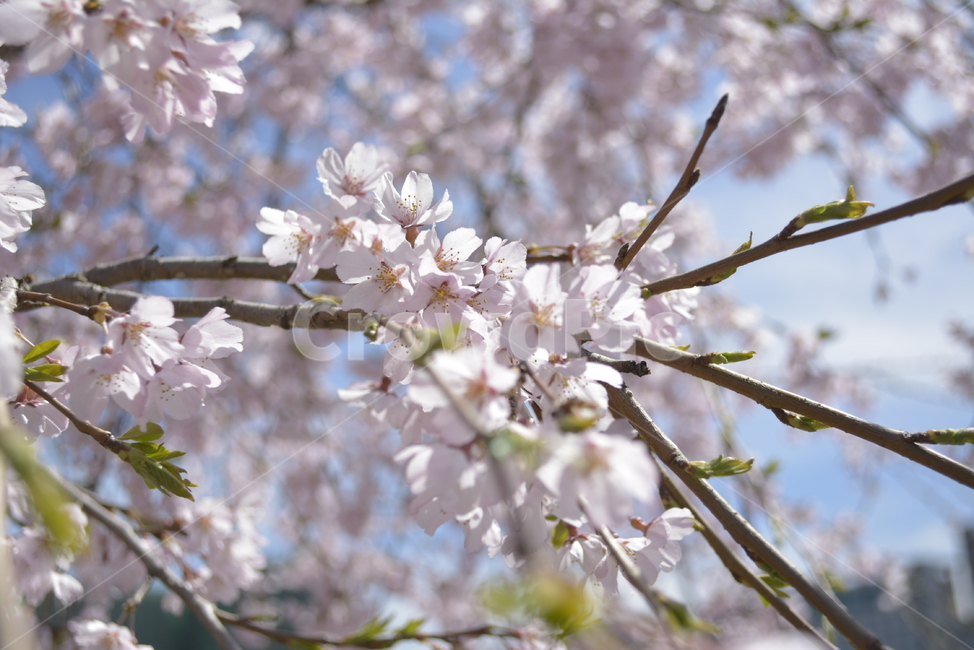 벚꽃,꽃,봄,자연,꽃잎,식물,자연,plants,nature,꽃,flower