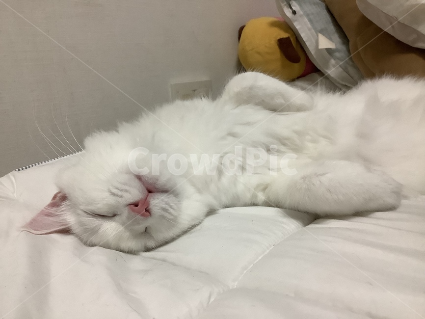 자는고양이,기절고양이,냥이,하얀고양이,페르시안,귀여운,잠,솜털,cute,pet,동물,animal,포유류,mammal,고양이,cat,kitten,kitty