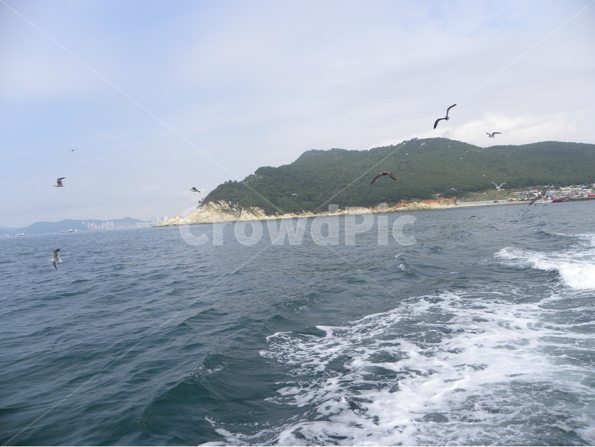 갈매기,바다,섬,바다풍경,유람선,seagull,sea,island,cruiseship,seapictures,자연,풍경,nature,landscape,동물,animal,조류,새,birds,outdoors,옥외,land,땅,ocean,대양,water,물,promontory,곶,shoreline,해안선,adventure,모험,leisure activities,레저 활동,bird