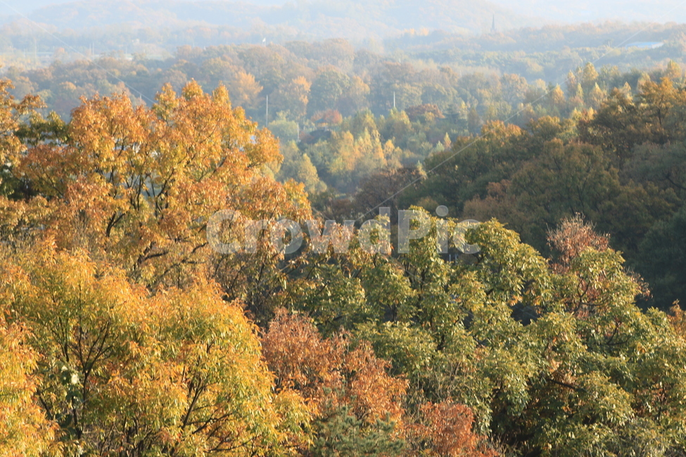 자연풍경,가을,vegetation,부시,bush,plant,초목,식물,nature,자연,outdoors,옥외,tree,나무,가을,계절,fall,autumn,season,자연,풍경,nature,landscape