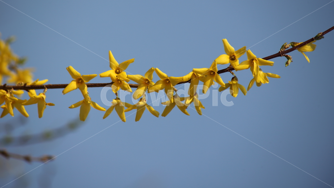 개나리,꽃,식물,봄,koreanforsythia,봄,계절,spring,season,식물,자연,plants,nature,꽃,flower