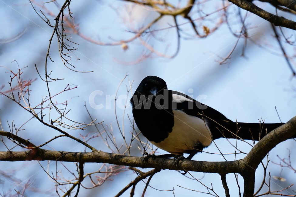 동물,새,조류,까치,나뭇가지,나무,한국자연,한국풍경,자연,풍경,nature,bird,animal,landscape,korea,magpie,tree,하늘,봄,3월,season,march,계절,spring,동물,animal,조류,새,birds