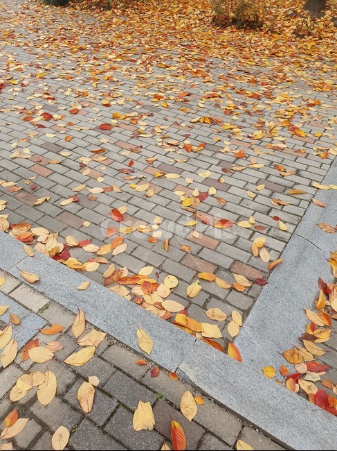 brick,벽돌,낙엽,가을,autumn,deciduous,가을,계절,fall,autumn,season,식물,자연,plants,nature