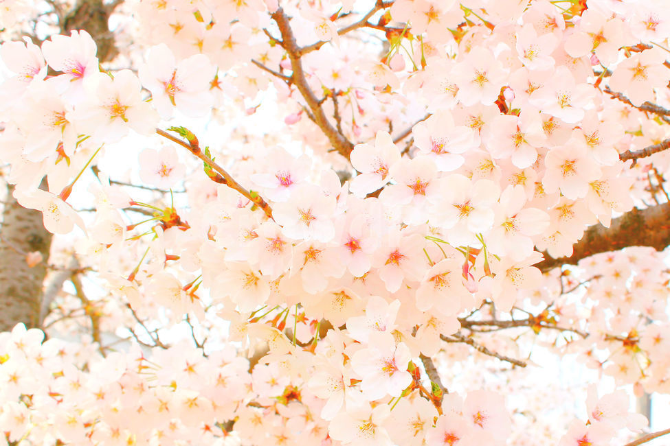 봄,감성사진,일상,풍경,꽃,벚꽃,풍경사진,하늘,cherryblossom,daily,sky,flower,spring,봄,계절,spring,season,식물,자연,plants,nature,꽃,flower,감성,sensible,feeling,plant,blossom,petal,꽃잎