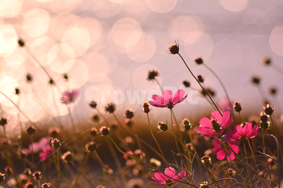 가을,가을배경,감성사진,코스모스,가을꽃,들꽃,가을분위기,가을서정,가을감성,보케,빛망울,플레어,plant,flowers,꽃잎,꽃술,분홍색,핑크색,background,season,식물,autumn,fall,feeling,sensible,반사,emotional,9월,10월,11월,배경,바탕,빨강색,pink,red,백그라운드,bokeh,해질무렵,가을,계절,fall,autumn,season,식물,자연,plants,nature,꽃,flower