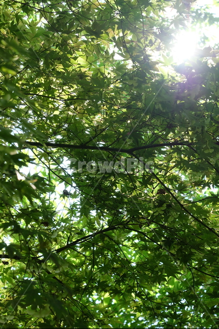 녹음,단품잎,초록,초록단풍,햇살,자연,풍경,nature,landscape,휴식,힐링,rest,relaxation,healing,tree,나무,plant,식물