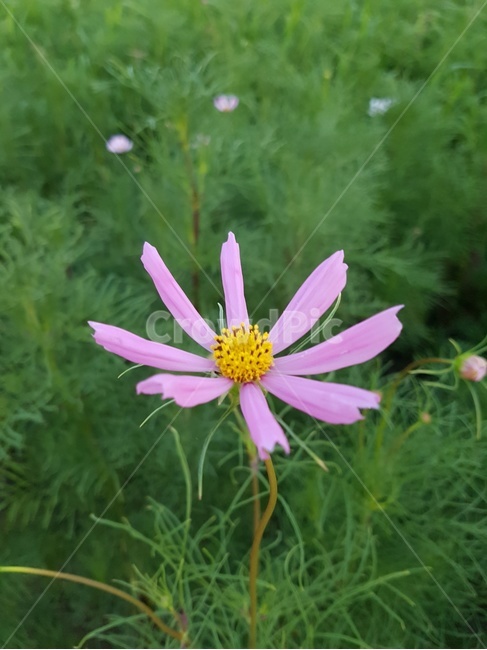코스모스,가을,자연,fall,cosmos,꽃