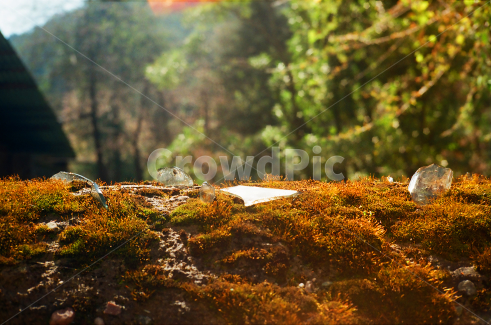 필름감성,이끼,outdoors,옥외,색감,person,urban,어반,식물,moss,ground,바닥,tree,나무,식물,자연,plants,nature