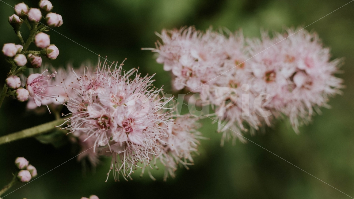 꽃,자연,풀,잎,접사,식물,자연,plants,nature,꽃,flower