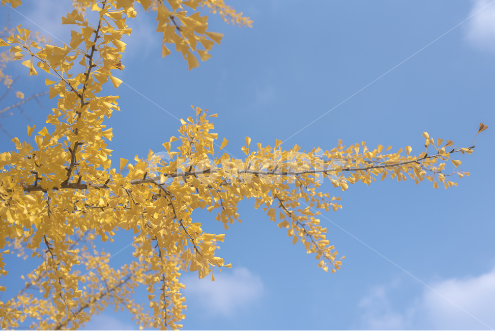 하늘,은행나무,낙엽,가을,풍경,가을,계절,fall,autumn,season,식물,자연,plants,nature,plant