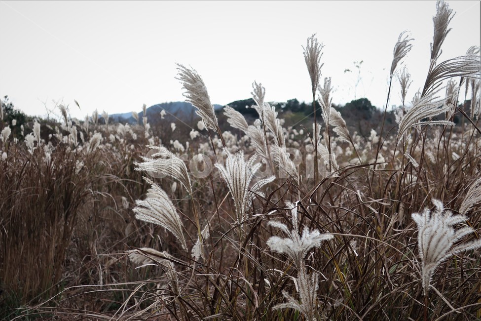 제주,억새,억새풀,군락지,자연,억새밭,풍경,바람,경치,경관,자연,풍경,nature,landscape,식물,plants