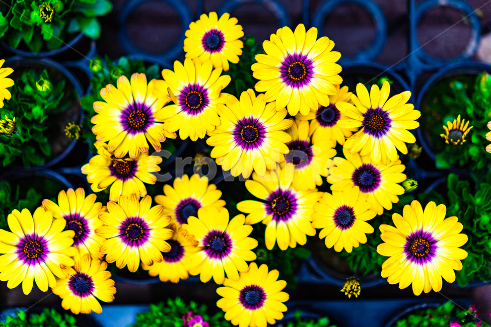 꽃,노란꽃,노란색,보라색,색감,식물,자연,plants,nature,꽃,flower