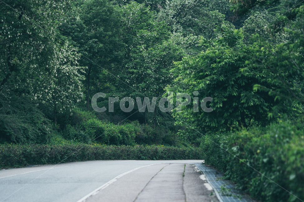 서울,도로,골목,식물,풍경,나무,나뭇잎,자연,풍경,nature,landscape,asphalt,아스팔트,road