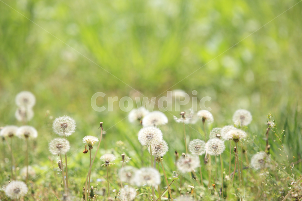한국,봄,여름,민들레,민들레씨,민들레밭,꽃,꽃밭,자연,korea,spring,dandelion,flower,nature,식물,자연,plants,nature,꽃,flower,감성,sensible,feeling
