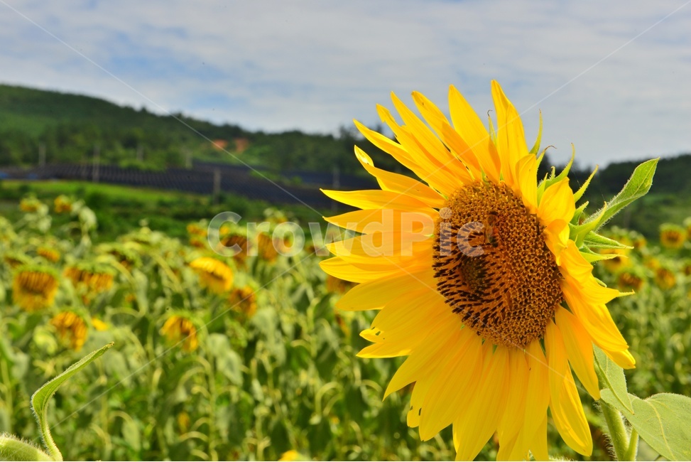 plant,식물,flower,blossom,꽃,해바라기,해바라기꽃,하늘,구름,흐림,식물,자연,plants,nature,꽃,flower