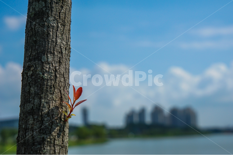 나무,새싹,호수,아파트,감성,식물,식물,자연,plants,nature,나무,trees,wood
