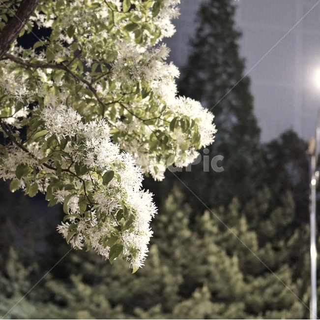 이팝나무,봄날,봄,안개,감성,새벽,식물,자연,plants,nature,꽃,flower