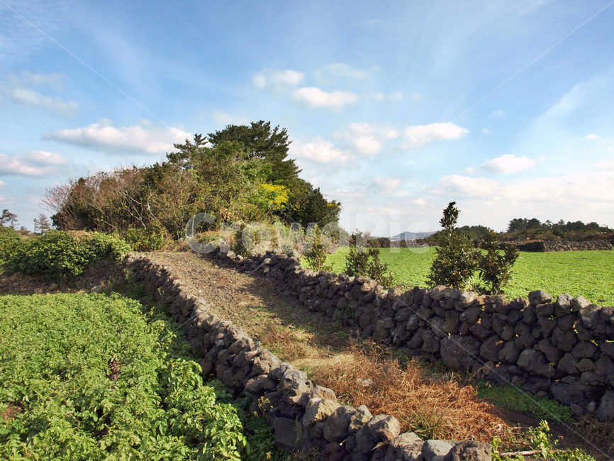 밭길,올레21코스,올레,제주,올레길,돌담,자연,풍경,nature,landscape,제주도,jeju,jeju island,ground,바닥