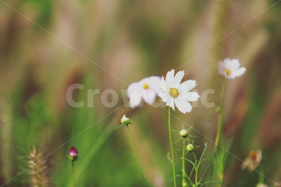꽃,가을,자연,아름다움,숲,flower,nature,green,beautiful,autumn,가을,계절,fall,autumn,season,식물,자연,plants,nature,꽃,flower,plant,daisies,데이지,blossom,daisy