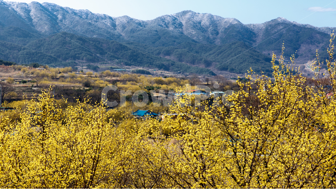 산수유마을,봄,여행,눈과꽃,구례산수유마을,봄,계절,spring,season,자연,풍경,nature,landscape,한국자연풍경,한국자연경관,korea nature landscape,시골,마을,country,rural,town,mountain range,산맥,outdoors,옥외,mountain,산
