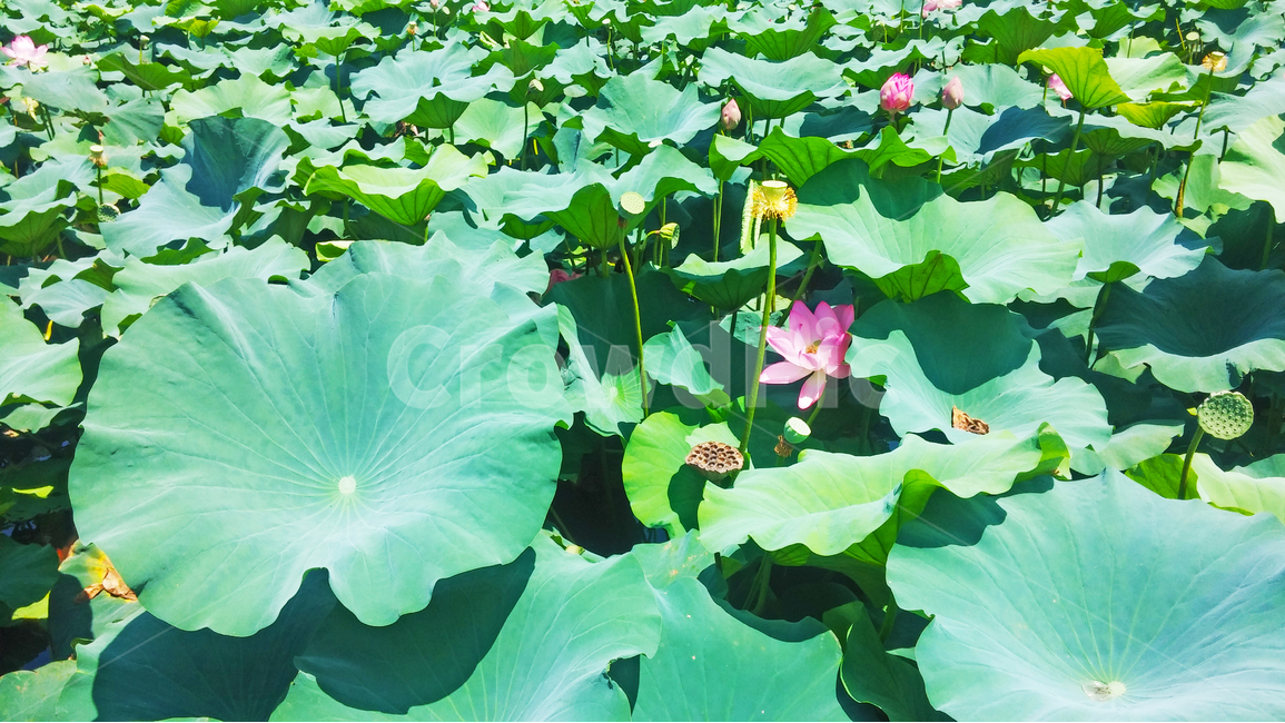 자연,연꽃,연화,연잎,연화지,풍경,연못,식물,자연,plants,nature,꽃,flower