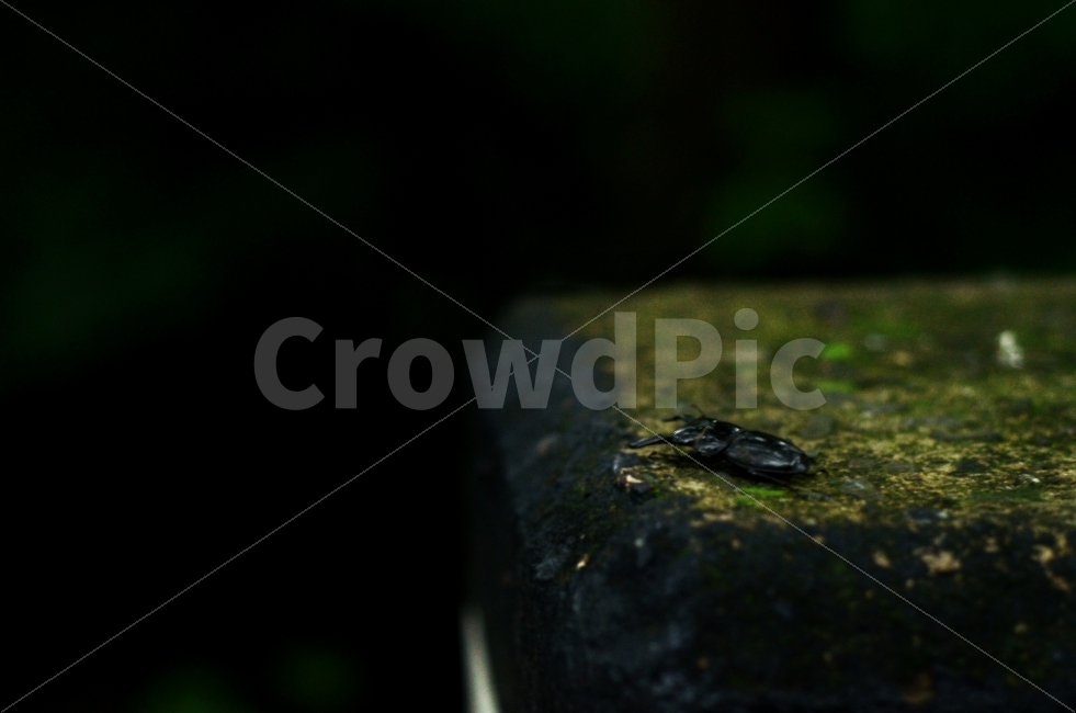 곤충,생물,아웃포커싱,자연,생명,nature,색감,색상,색깔,outoffoucs,동물,animal,곤충,벌레,insect,bug