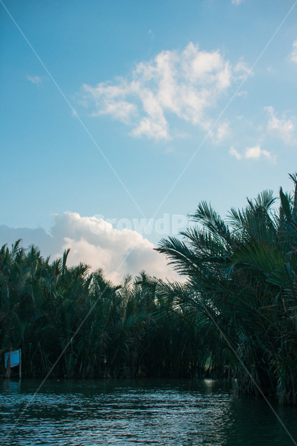 베트남,다낭,동남아,강,야자수,바구니배,자연,풍경,nature,landscape,해외,외국,세계,foreign,oversea,world,세계자연풍경,해외자연풍경,외국자연풍경,world nature landscape,tree,나무,plant,식물,weather,날씨,outdoors,옥외,abies,아비,fir,전나무