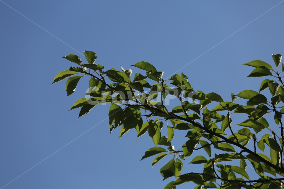 아침,빛,아침햇살,풍경,집중조명,light,morning,식물,자연,plants,nature