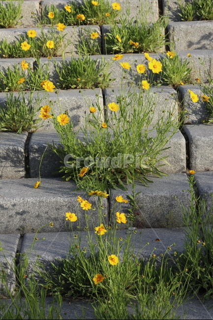 금계국,풍경,노랑,봄,아침,자연,식물,자연,plants,nature,꽃,flower