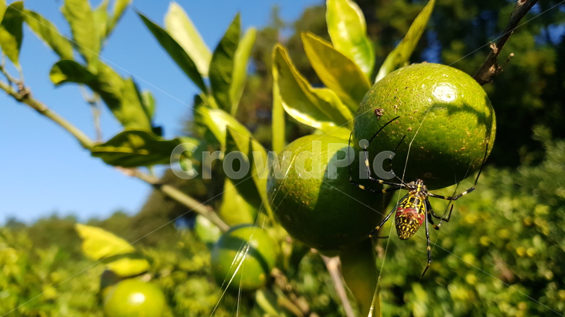 감귤,극조생,노지감귤,곤충,자연,거미,과일,과일,열매,fruit