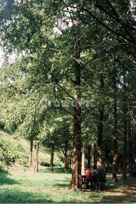 여름,뒷모습,인물,휴식,힐링,감성,아날로그,분위기,자연,풍경,nature,landscape,식물,plants,나무,trees,wood,휴식,힐링,rest,relaxation,healing,tree,plant,tree trunk,나무 줄기