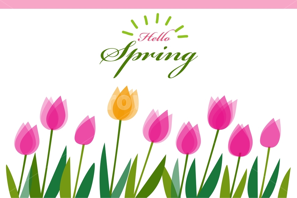 그래픽,프레임,일러스트,봄꽃,배너,포스터배경,봄배너,카드,spring,바탕,배경,백그라운드,background,illustration,graphic,banner,poster,튤립,tulip,핑크색,분홍색,flame,시즌,계절,season,봄,계절,spring,season,꽃,flower,그래픽,일러스트레이션,graphic,illustration,plant,식물