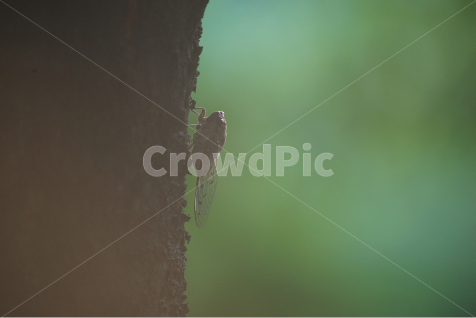 매미,여름,나무,아침,상쾌,희미함,날개,녹색,싱그러움,cicada,summer,tree,green,동물,animal,곤충,벌레,insect,bug