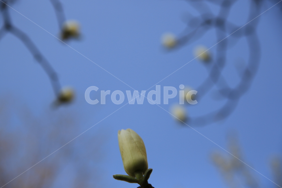 목련,봄꽃,하얀목련,봄,백목련,꽃봉우리,식물,자연,plants,nature,꽃,flower