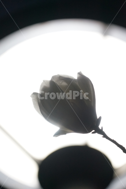 plant,식물,꽃,flower,목련,식물,자연,plants,nature,꽃,flower