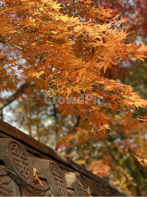 leaf,잎,plant,식물,tree,나무,maple,단풍,기와,창덕궁,창덕궁후원,가을,계절,fall,autumn,season